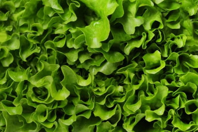 Lettuce